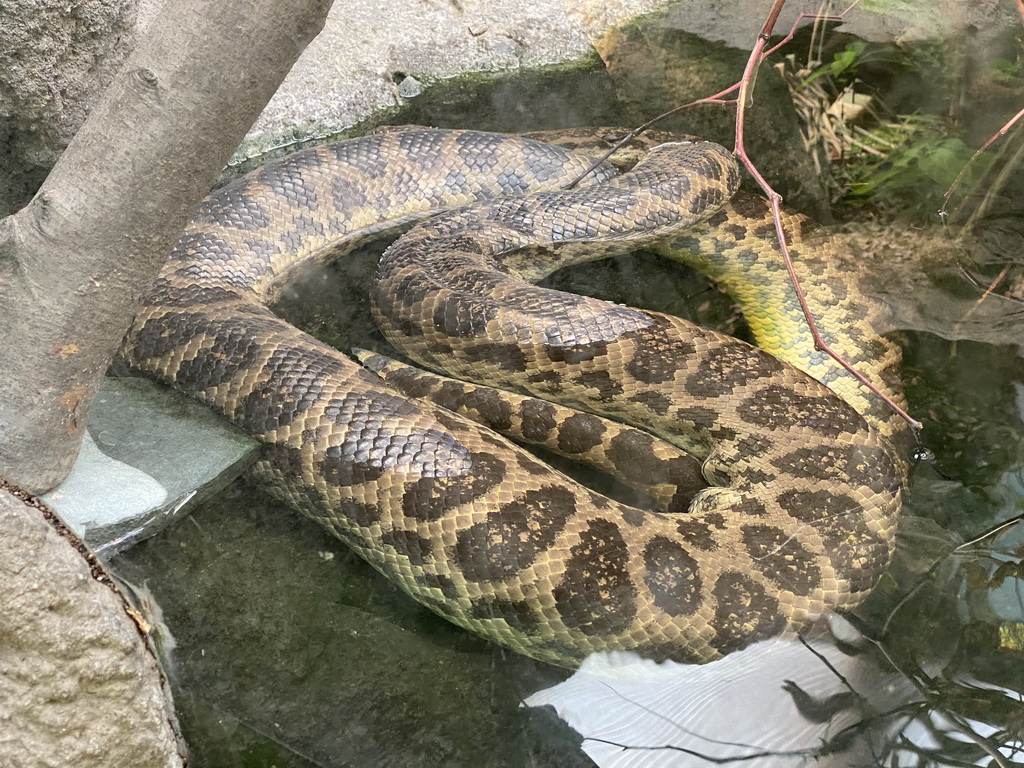 Snake in the Amazonica building at the South America area at the Diergaarde Blijdorp zoo