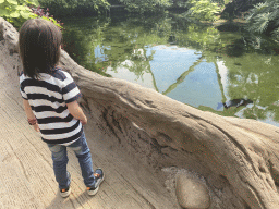 Max looking at fishes in the Amazonica building at the South America area at the Diergaarde Blijdorp zoo