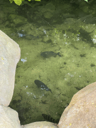 Piranhas in the Amazonica building at the South America area at the Diergaarde Blijdorp zoo