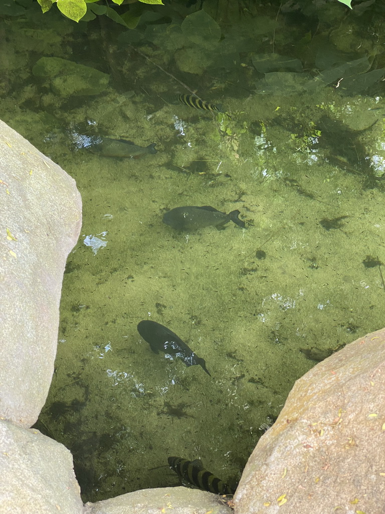 Piranhas in the Amazonica building at the South America area at the Diergaarde Blijdorp zoo