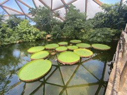 Victoria Amazonica water lilies at the South America area at the Diergaarde Blijdorp zoo