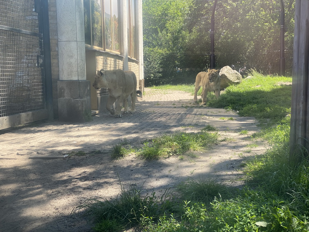 Asiatic Lions at the Asia area at the Diergaarde Blijdorp zoo