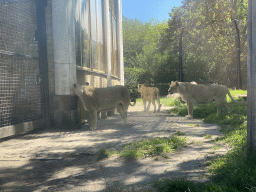 Asiatic Lions at the Asia area at the Diergaarde Blijdorp zoo