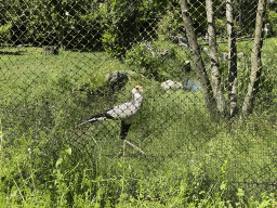 Secretarybird at the Africa area at the Diergaarde Blijdorp zoo