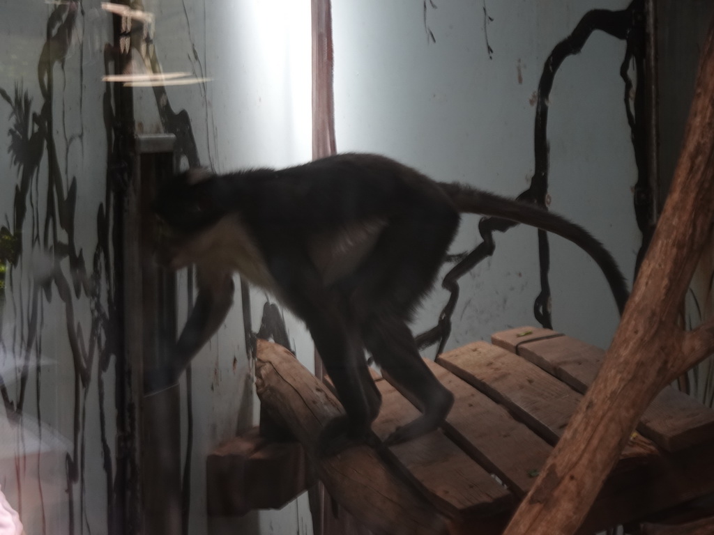 White-crowned Mangabey at the Africa area at the Diergaarde Blijdorp zoo