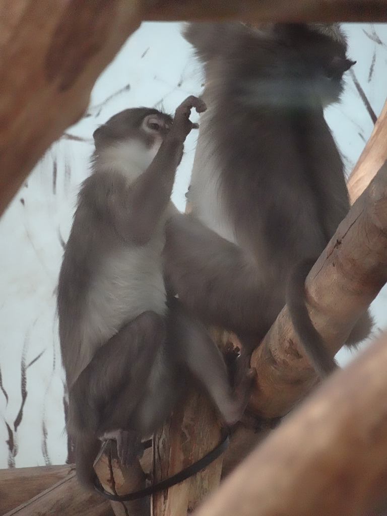 White-crowned Mangabeys at the Africa area at the Diergaarde Blijdorp zoo