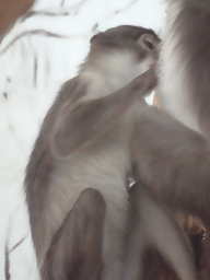 White-crowned Mangabeys at the Africa area at the Diergaarde Blijdorp zoo