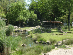 Greater Kudus and Ostrich at the Africa area at the Diergaarde Blijdorp zoo