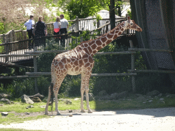 Greater Kudus and Chapman`s Zebra at the Africa area at the Diergaarde Blijdorp zoo