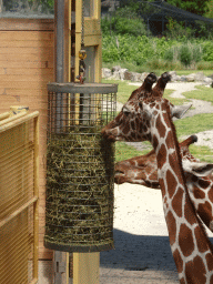 Giraffes eating at the Africa area at the Diergaarde Blijdorp zoo