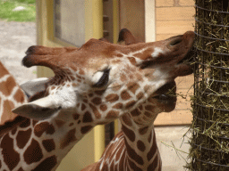 Giraffes eating at the Africa area at the Diergaarde Blijdorp zoo