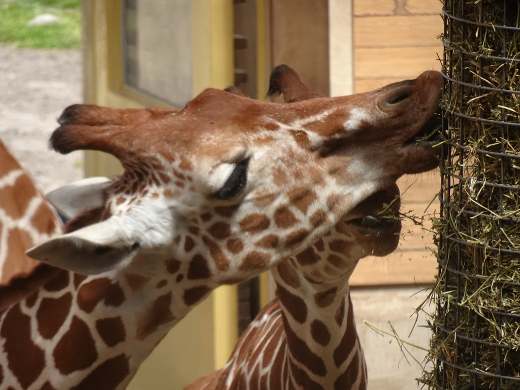 Giraffes eating at the Africa area at the Diergaarde Blijdorp zoo