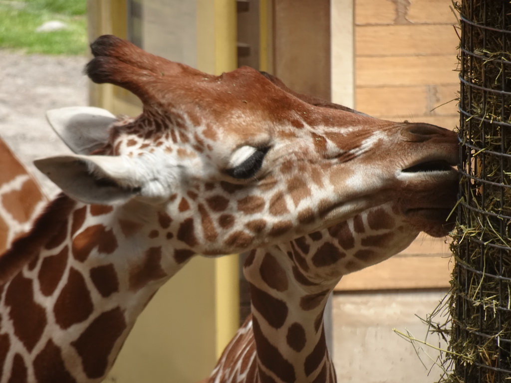 Giraffes eating at the Africa area at the Diergaarde Blijdorp zoo