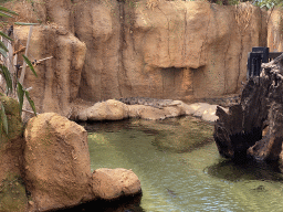 Nile Crocodiles at the Crocodile River at the Africa area at the Diergaarde Blijdorp zoo