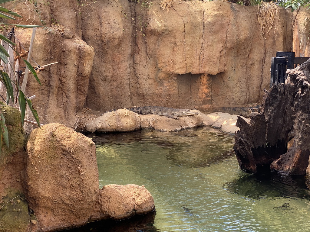 Nile Crocodiles at the Crocodile River at the Africa area at the Diergaarde Blijdorp zoo