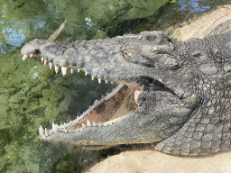 Head of a Nile Crocodile at the Crocodile River at the Africa area at the Diergaarde Blijdorp zoo