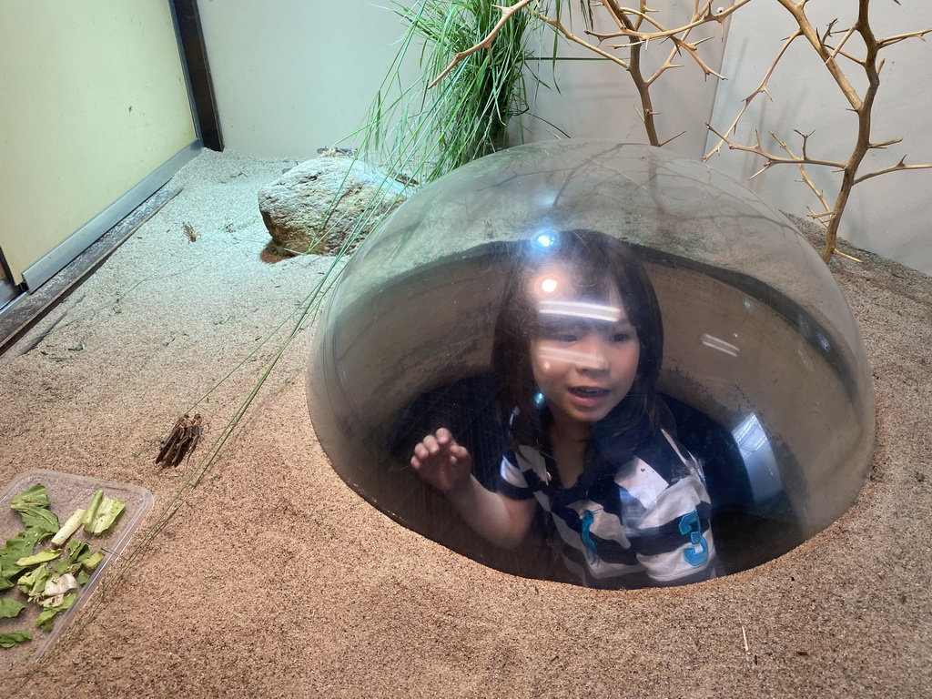 Max with Migratory Locusts at the Africa area at the Diergaarde Blijdorp zoo