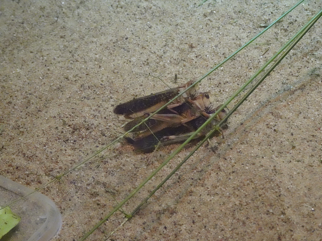 Migratory Locusts at the Africa area at the Diergaarde Blijdorp zoo