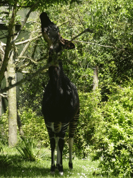 Okapi eating at the Congo section at the Africa area at the Diergaarde Blijdorp zoo