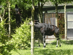 Okapis at the Congo section at the Africa area at the Diergaarde Blijdorp zoo