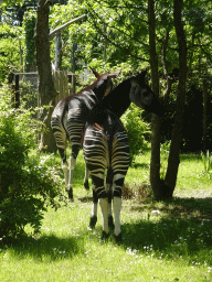 Okapis at the Congo section at the Africa area at the Diergaarde Blijdorp zoo