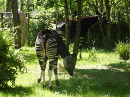 Okapis at the Congo section at the Africa area at the Diergaarde Blijdorp zoo