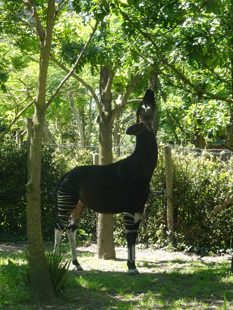 Okapi eating at the Congo section at the Africa area at the Diergaarde Blijdorp zoo