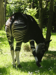 Okapi at the Congo section at the Africa area at the Diergaarde Blijdorp zoo