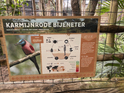 Explanation on the Carmine Bee-eater at the Congo section at the Africa area at the Diergaarde Blijdorp zoo