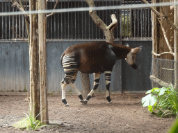 Okapi at the Congo section at the Africa area at the Diergaarde Blijdorp zoo