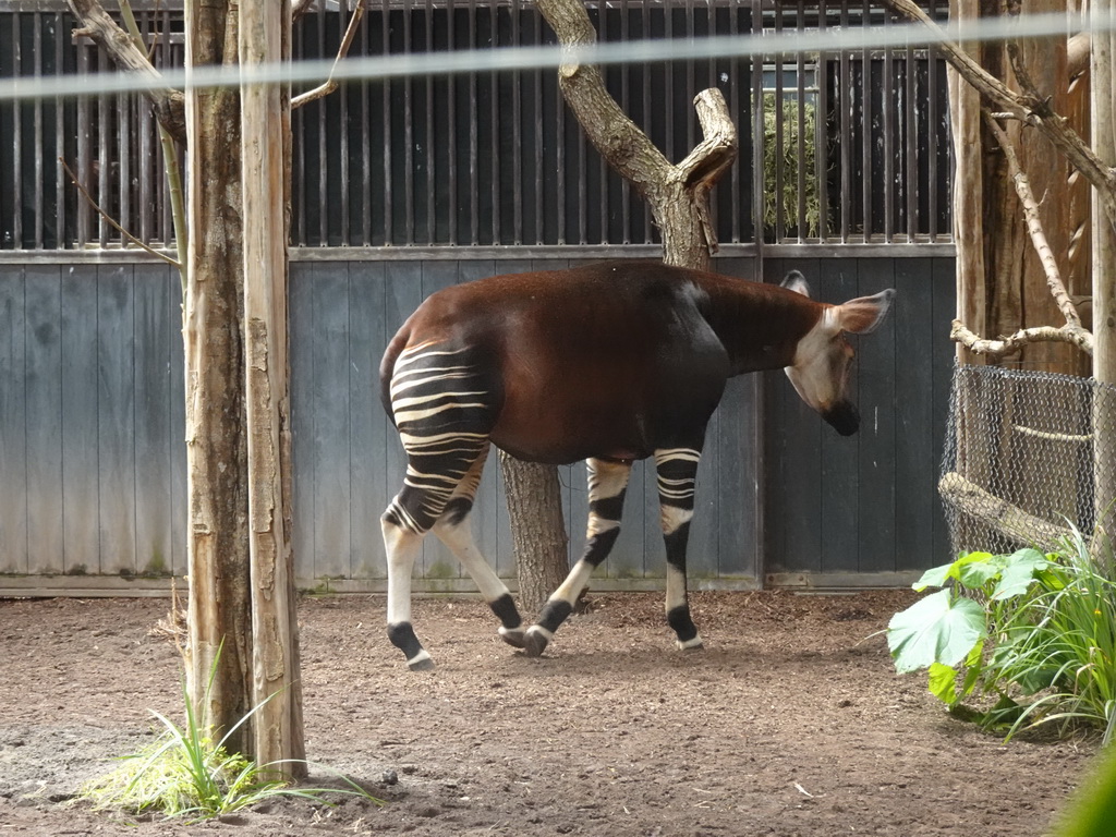 Okapi at the Congo section at the Africa area at the Diergaarde Blijdorp zoo