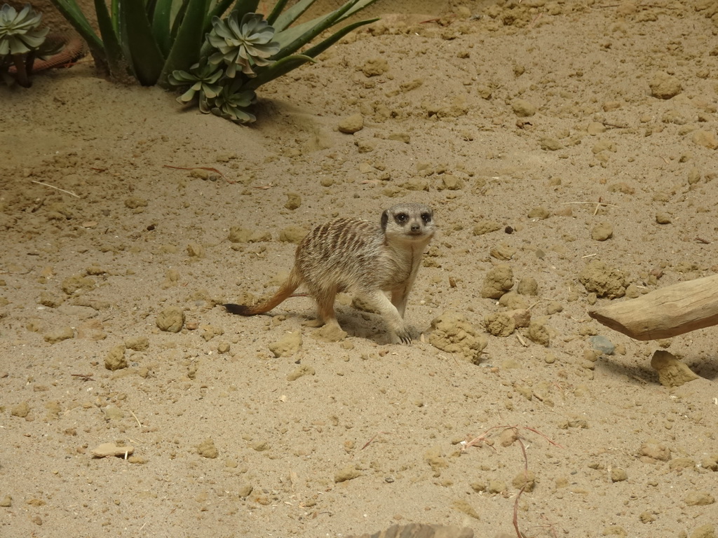 Meerkat at the Congo section at the Africa area at the Diergaarde Blijdorp zoo