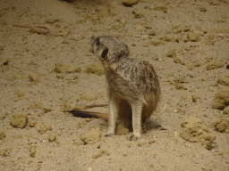 Meerkat at the Congo section at the Africa area at the Diergaarde Blijdorp zoo