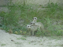Meerkats at the Africa area at the Diergaarde Blijdorp zoo