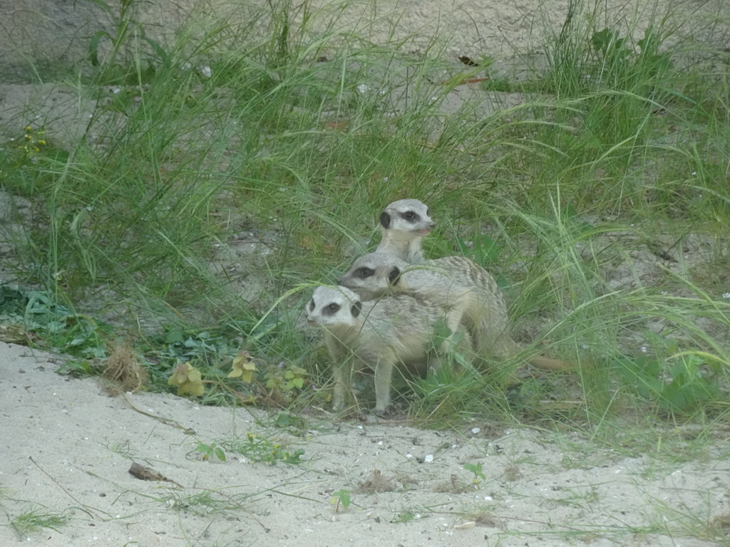 Meerkats at the Africa area at the Diergaarde Blijdorp zoo