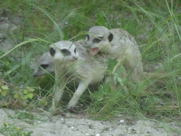 Meerkats at the Africa area at the Diergaarde Blijdorp zoo