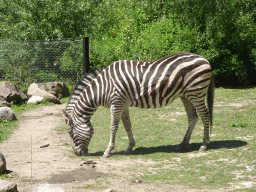 Chapman`s Zebra at the Africa area at the Diergaarde Blijdorp zoo
