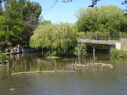 Pond and bridge at the Asia area at the Diergaarde Blijdorp zoo
