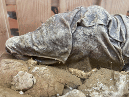 Mummified Crocodile at the Egyptian House at the Biotopia playground in the Rivièrahal building at the Africa area at the Diergaarde Blijdorp zoo