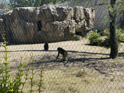 Geladas at the Africa area at the Diergaarde Blijdorp zoo