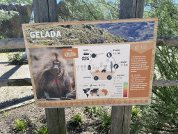 Explanation on the Gelada at the Africa area at the Diergaarde Blijdorp zoo