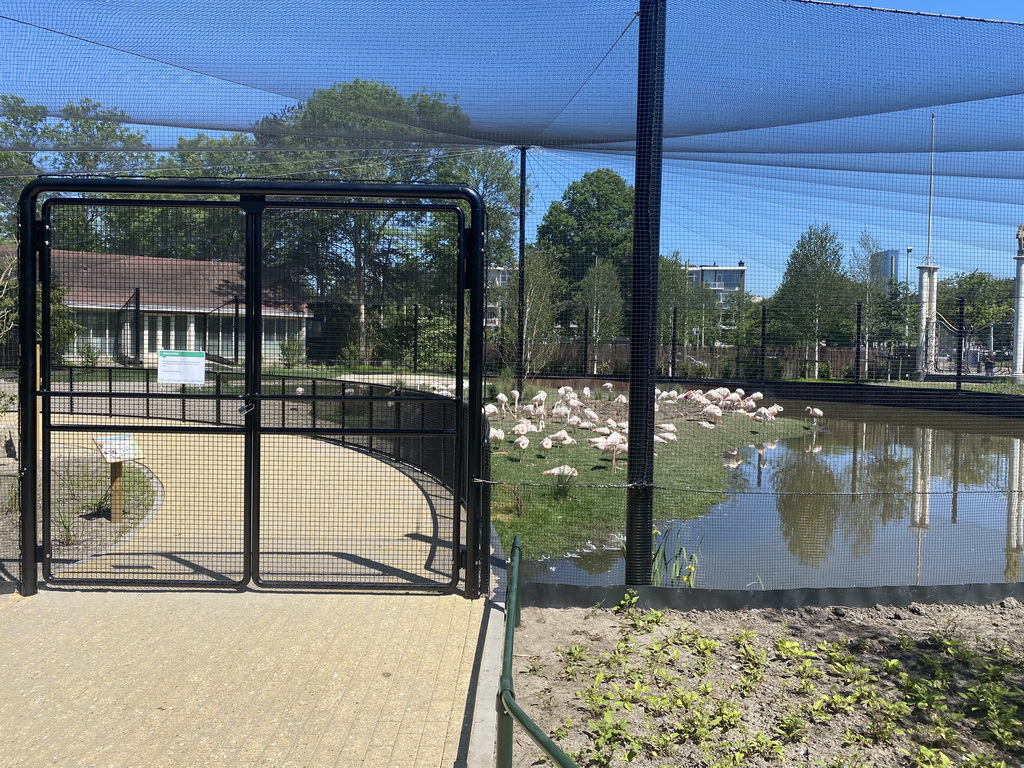 Flamingos at the Asia area at the Diergaarde Blijdorp zoo