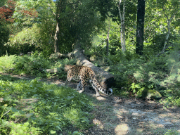 Amur Leopard at the Asia area at the Diergaarde Blijdorp zoo