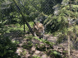 Amur Leopard at the Asia area at the Diergaarde Blijdorp zoo
