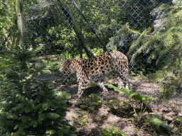 Amur Leopard at the Asia area at the Diergaarde Blijdorp zoo