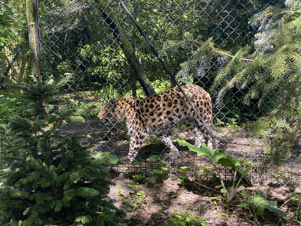 Amur Leopard at the Asia area at the Diergaarde Blijdorp zoo