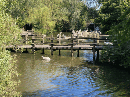 Pelicans at the Asia area at the Diergaarde Blijdorp zoo
