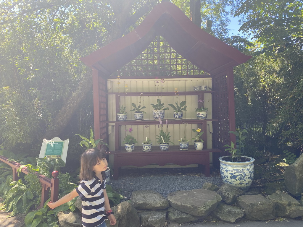 Max with Primulas at the entrance to the Chinese Garden at the Asia area at the Diergaarde Blijdorp zoo