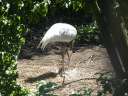 White-naped Crane at the Asian Swamp at the Asia area at the Diergaarde Blijdorp zoo