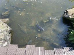 Fishes at the Asian Swamp at the Asia area at the Diergaarde Blijdorp zoo